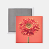 Aimant Fleur rouge Barberton Gerbera Daisy (Recto/Verso)