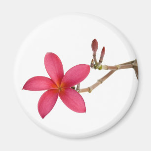 Aimant Fleur rouge de Frangipani
