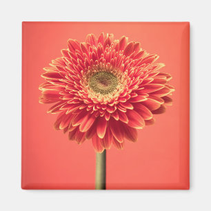 Aimant Fleur rouge de marguerite de Gerbera de Barberton