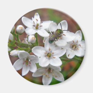Aimant Fleur sauvage blanc et vol d'abeille