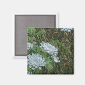 Aimant Fleur sauvage blanche de dentelle de la Reine Anne (Recto/Verso)