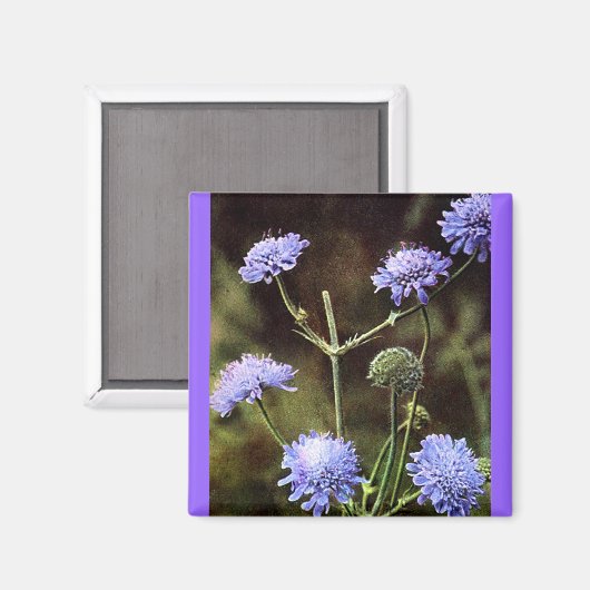 Aimant Fleur sauvage : Champ Scabious (Recto/Verso)