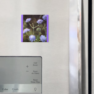 Aimant Fleur sauvage : Champ Scabious