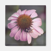 Fleur sauvage - Confleur pourpre / Echinacea