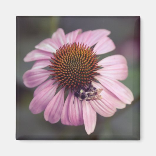 Aimant Fleur sauvage - Confleur pourpre / Echinacea (Devant)