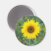 Aimant Fleur sauvage de fleurs de tournesol (Recto/Verso)