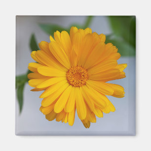 Aimant Fleur sauvage jaune de marguerite de Gerbera