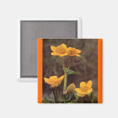 Aimant Fleur sauvage : Marsh Marigold (Recto/Verso)