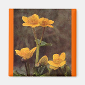 Aimant Fleur sauvage : Marsh Marigold (Devant)