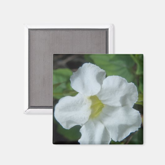 Aimant Fleur tropicale blanche trouvée à Fidji (Recto/Verso)