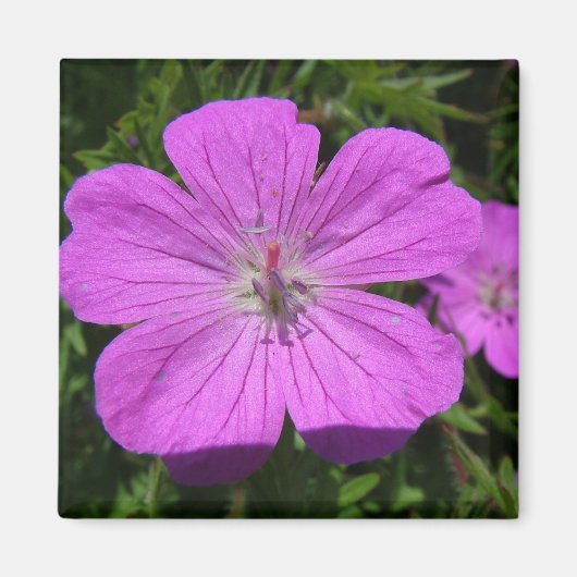 Aimant fleur violette (Devant)