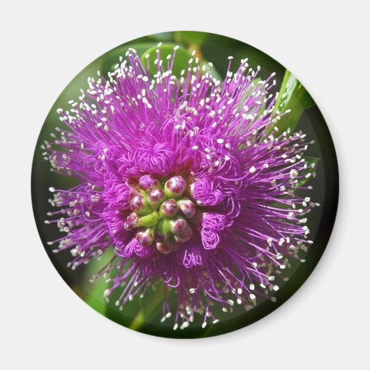 aimant fleur violette (Devant)