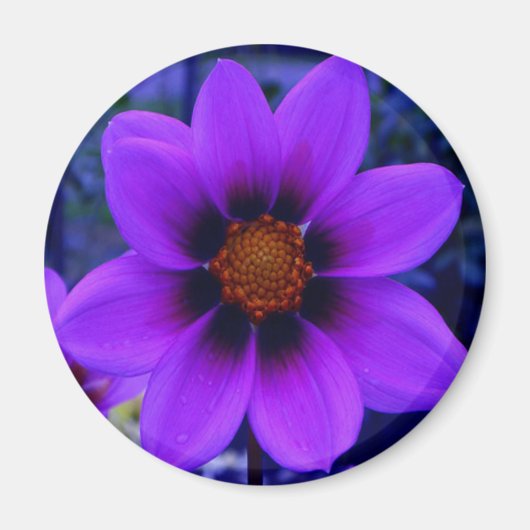 Aimant Fleur violette à Dusk (Devant)