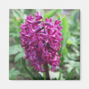 Aimant fleur violette de printemps