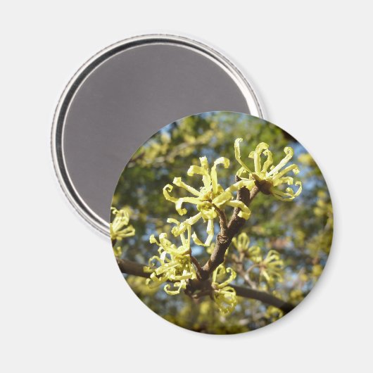 Aimant Fleurs à puces de sorcière (Recto/Verso)