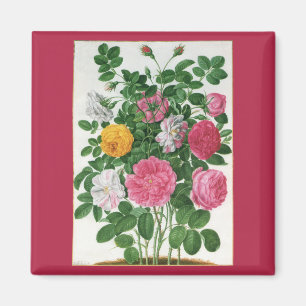 Aimant Fleurs anciennes en fleurs, roses de jardin de pri