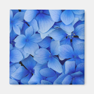 Aimant Fleurs bleues d'hortensia