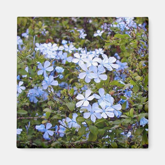 Aimant Fleurs Bleues Minuscules (Devant)