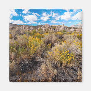 Aimant Fleurs   Blooming Sagebrush Californie