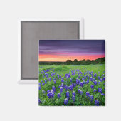Aimant Fleurs | Bluebonnets à Sunset Texas (Recto/Verso)