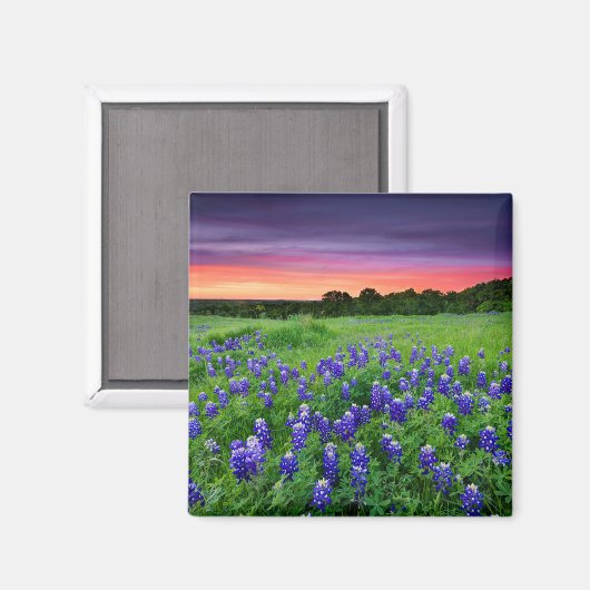 Aimant Fleurs | Bluebonnets à Sunset Texas (Recto/Verso)