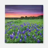 Aimant Fleurs | Bluebonnets à Sunset Texas (Devant)