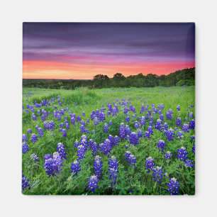 Aimant Fleurs   Bluebonnets à Sunset Texas