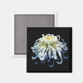Aimant Fleurs | Chrysanthème blanc (Recto/Verso)
