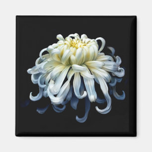 Aimant Fleurs Chrysanthème blanc