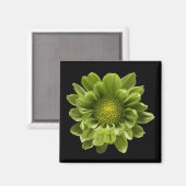 Aimant Fleurs | Chrysanthème vert (Recto/Verso)
