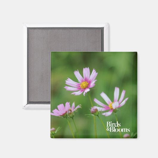 Aimant Fleurs Cosmos (Recto/Verso)
