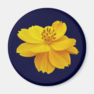 Aimant Fleurs Cosmos (Cosmos sulureus)