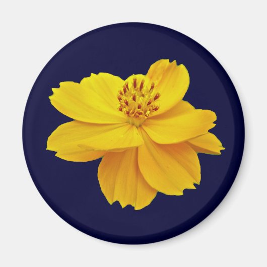 Aimant Fleurs Cosmos (Cosmos sulureus) (Devant)