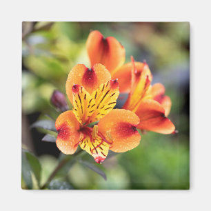 Aimant Fleurs d'alstroemeria rouge et orange