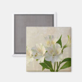 Aimant Fleurs d'Alstromeria Blanche (Recto/Verso)