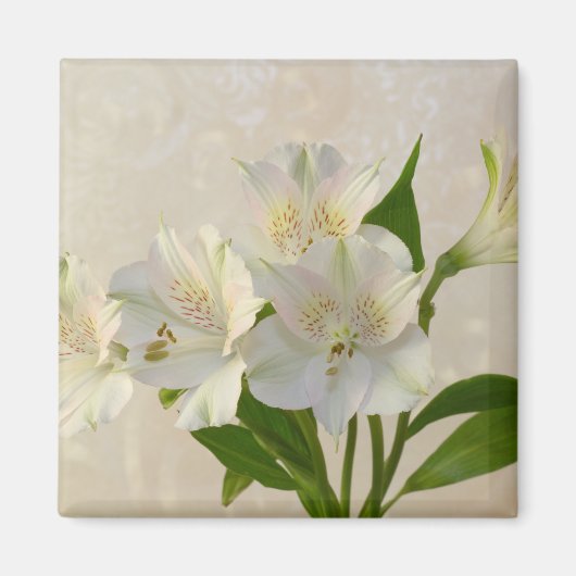 Aimant Fleurs d'Alstromeria Blanche (Devant)