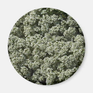 Aimant Fleurs d'Alyssum doux Floral blanc