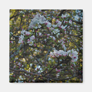 Aimant Fleurs d'Apple