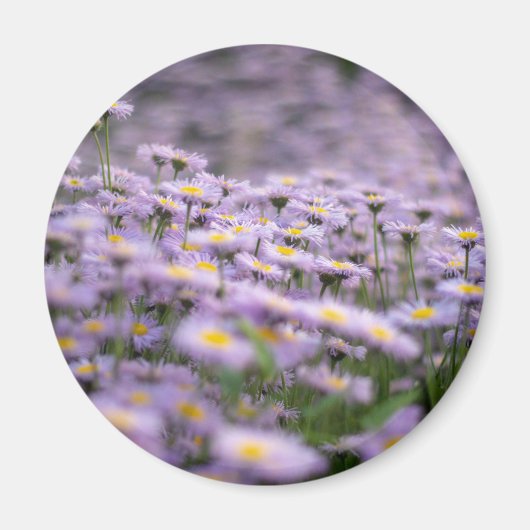 Aimant Fleurs d'aster violet (Devant)