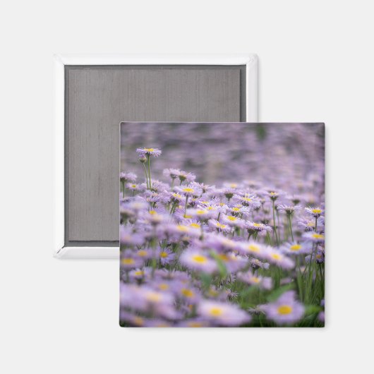 Aimant Fleurs d'aster violet (Recto/Verso)