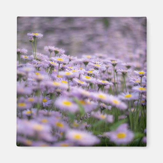 Aimant Fleurs d'aster violet (Devant)