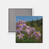 Aimant Fleurs d'aster violet au Mont Rainier (Recto/Verso)