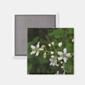 Aimant Fleurs de Blackberry (Recto/Verso)