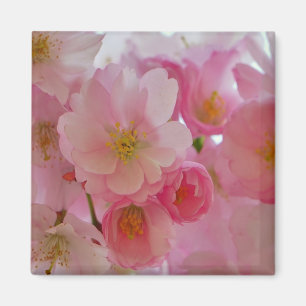 Aimant Fleurs de cerisiers