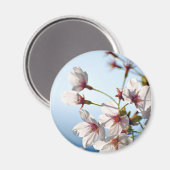 Aimant Fleurs de cerisiers rétroéclairées (Recto/Verso)