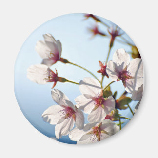Aimant Fleurs de cerisiers rétroéclairées