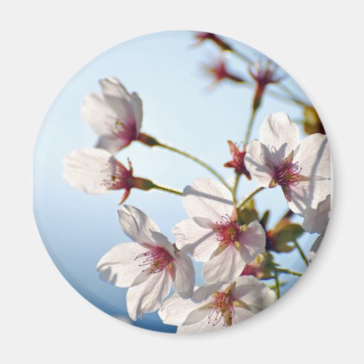 Aimant Fleurs de cerisiers rétroéclairées (Devant)