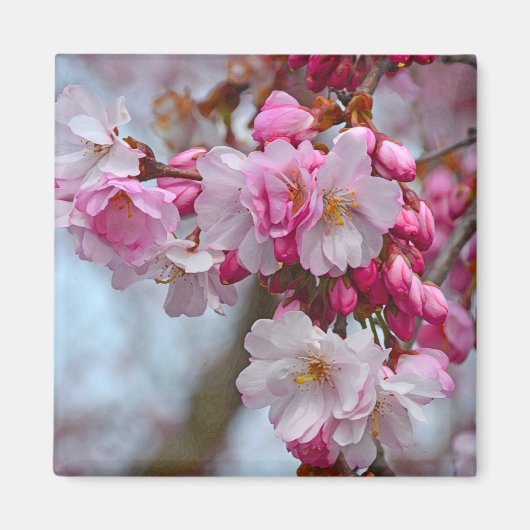 Aimant Fleurs de cerisiers roses (Devant)