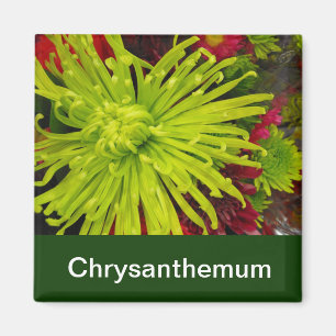 Aimant fleurs de chrysanthème