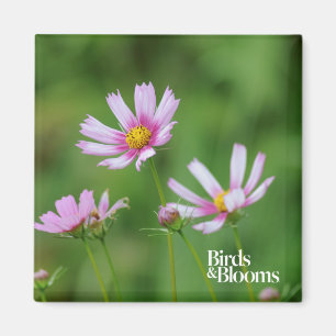 Aimant Fleurs de cosmos